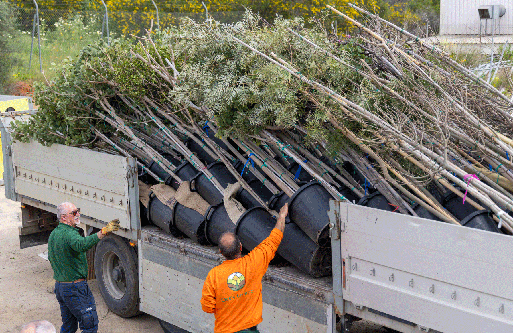 Foto de la llegada de los últimos 500 árboles que se plantaron en marzo-abril de 2024.